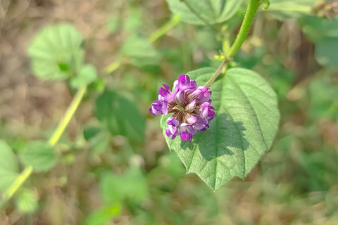 Bakuchiol