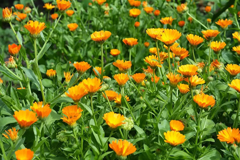 Calendula