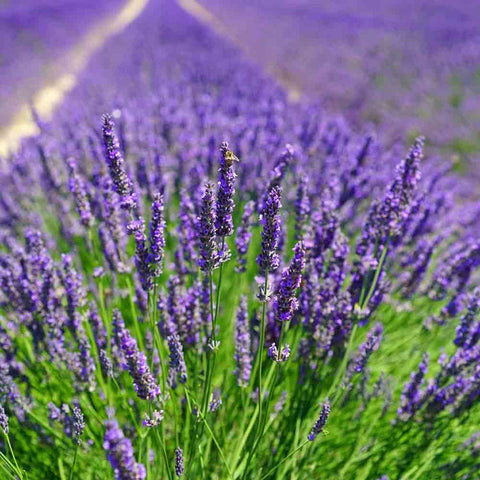 English LavendarBC