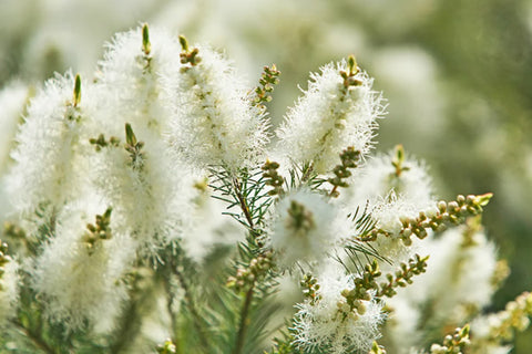 Native Snowflower