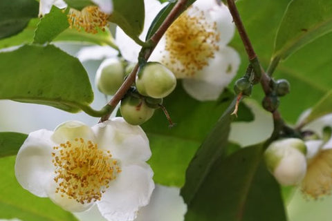 Organic Camellia Tea Oil