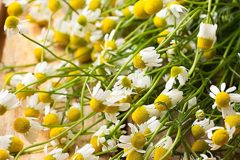 Organic Chamomile