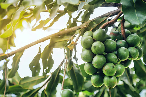 Organic Macadamia Nut Oil