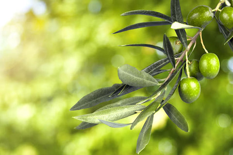 Phytosqualane Oil