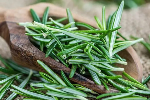 Rosemary Oleoresin