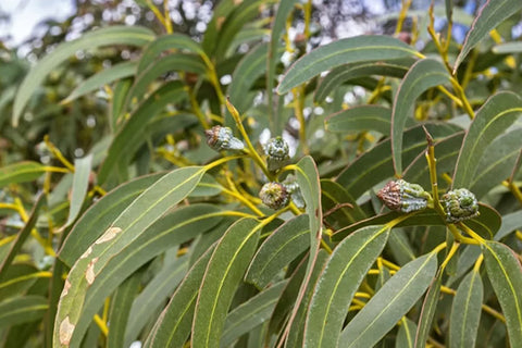 Tasmanian Blue Gum Extract