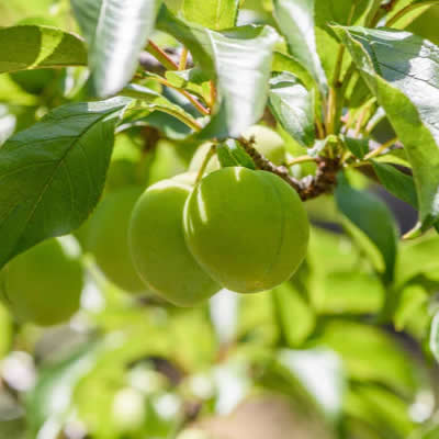 Kakadu Plum
