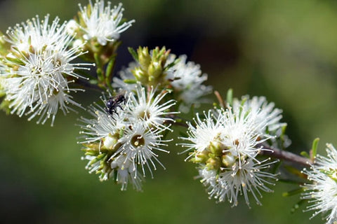 Tasmanian Kunzea Oil