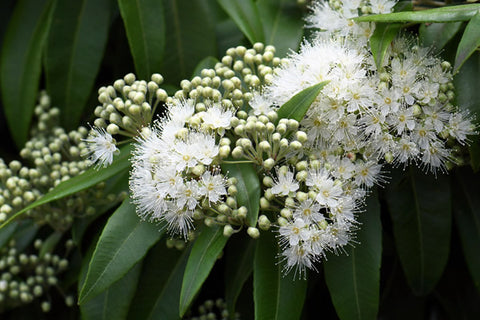 Lemon Myrtle