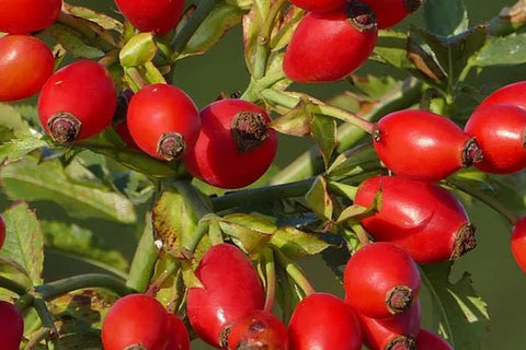 Organic Rosehip Oil
