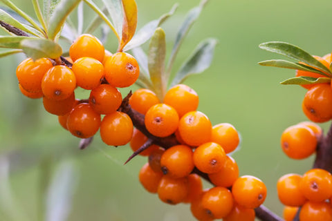 Organic Seabuckthorn Oil