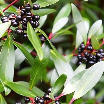 Tasmanian Mountain Pepper Berry Leaf Extract