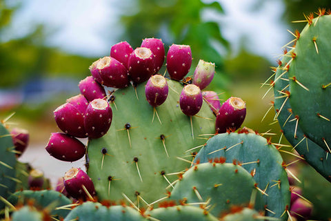 Prickly Pear
