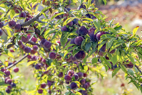 Queen Garnet Plum