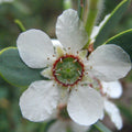 tea tree plant for essential oil