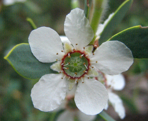 tea tree plant for essential oil