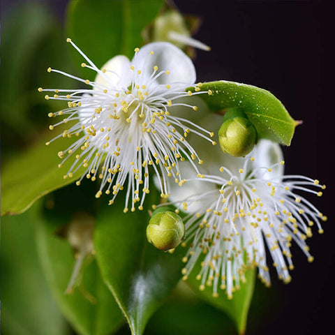 Lemon Myrtle