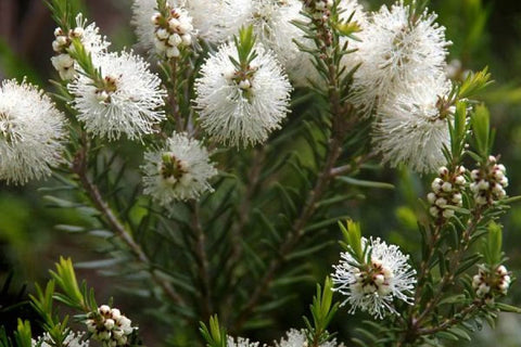 Southern Rosalina Essential Oil