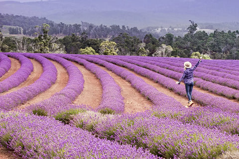 Tasmanian Lavender Extract