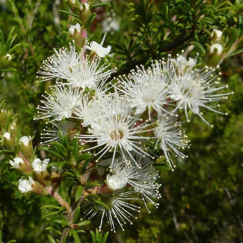 kunzea ambigua