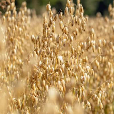 Oat Oil