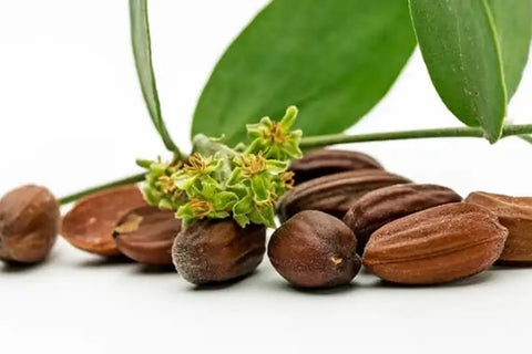 Organic Jojoba