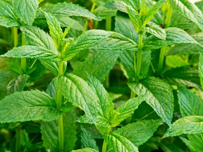 peppermint tas