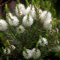 Rosalina essential oil plant