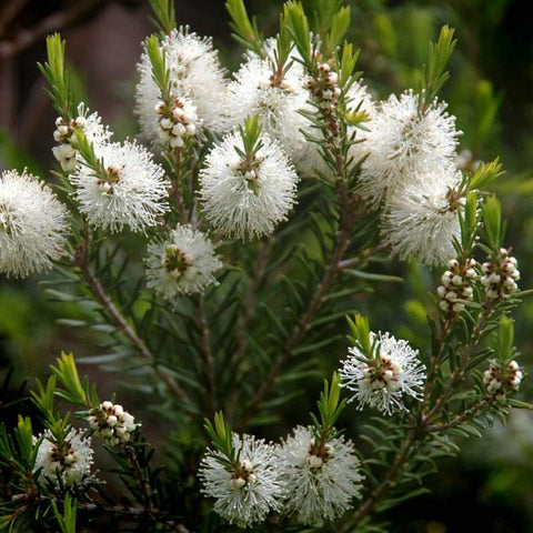 Rosalina essential oil plant