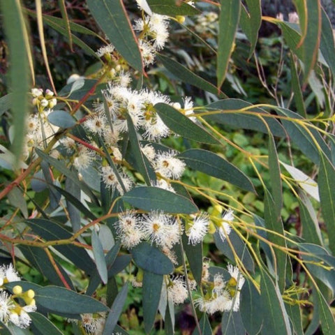 tasmanian blue gum eucalyptus seeds eucalyptus globulus x